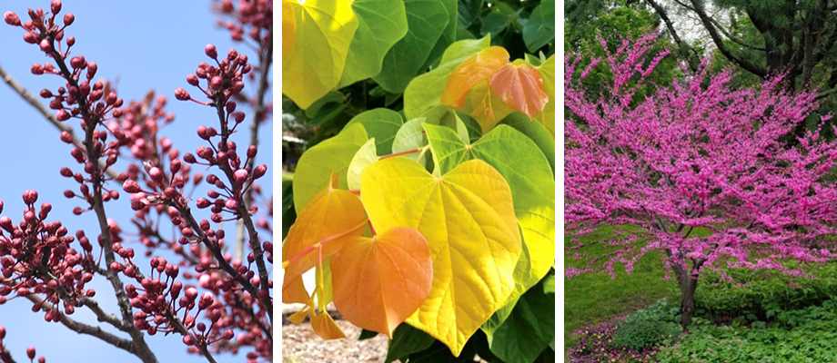 Eastern Redbud