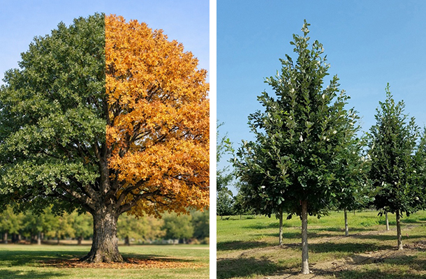 S. White Oak (Quercus bicolor)