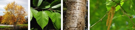 Yellow Birch