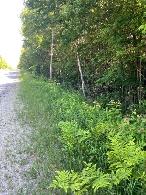 Foliage at the side of the road