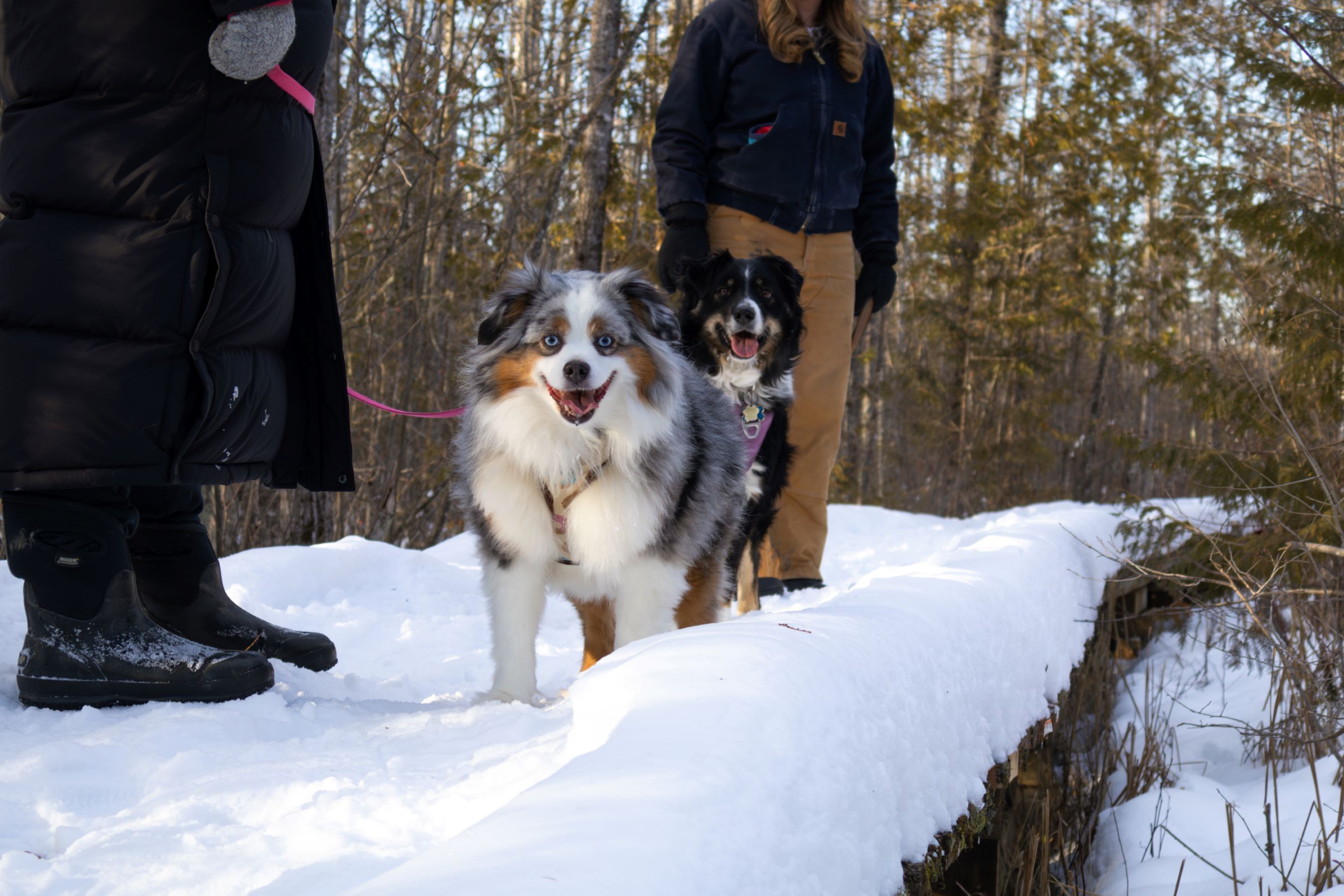 Two dogs on a trail