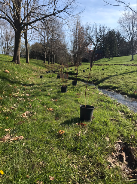 Centennial Park Tree Planting circa 2022