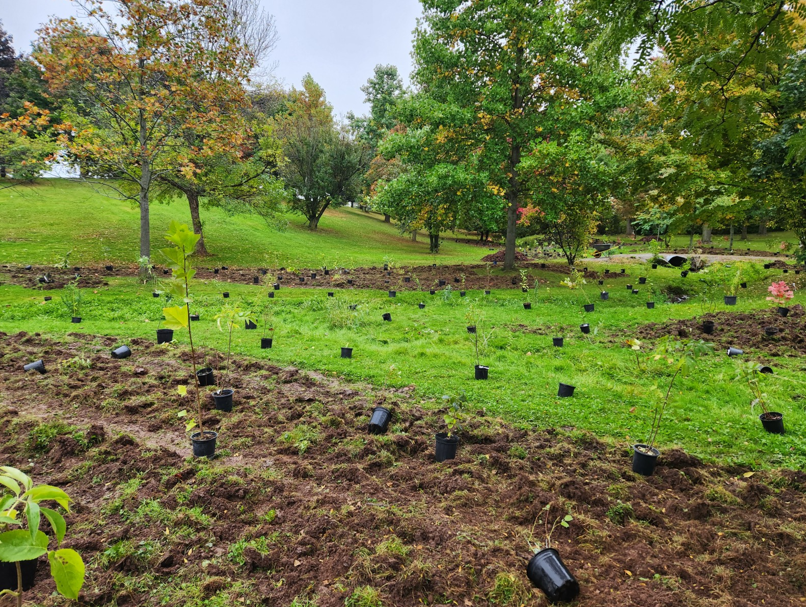 Centennial Park Tree Planting circa 2023