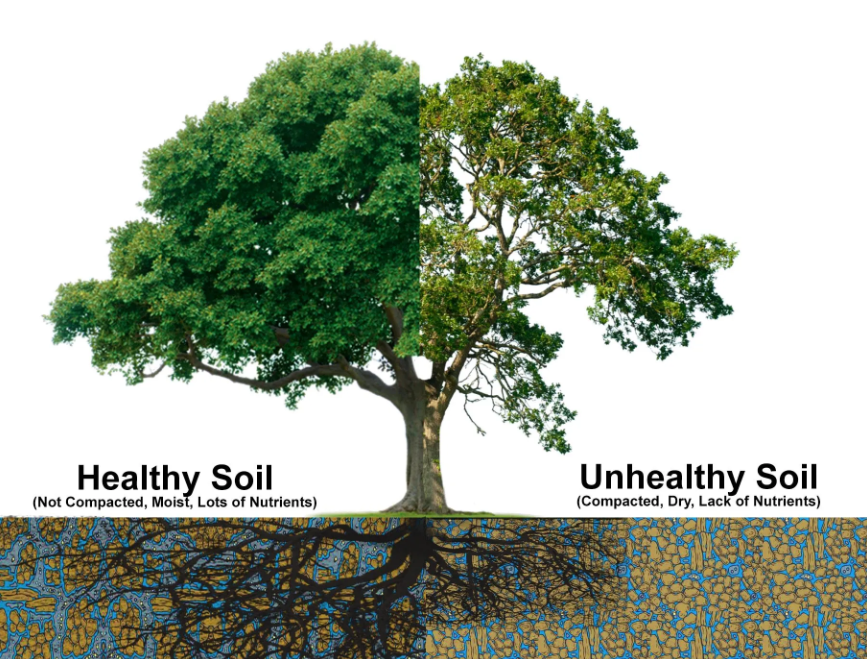 Healthy and Unhealthy Soil Comparison