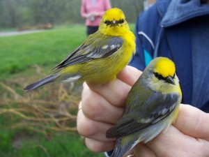 2 yellow birds perched on a persons hand