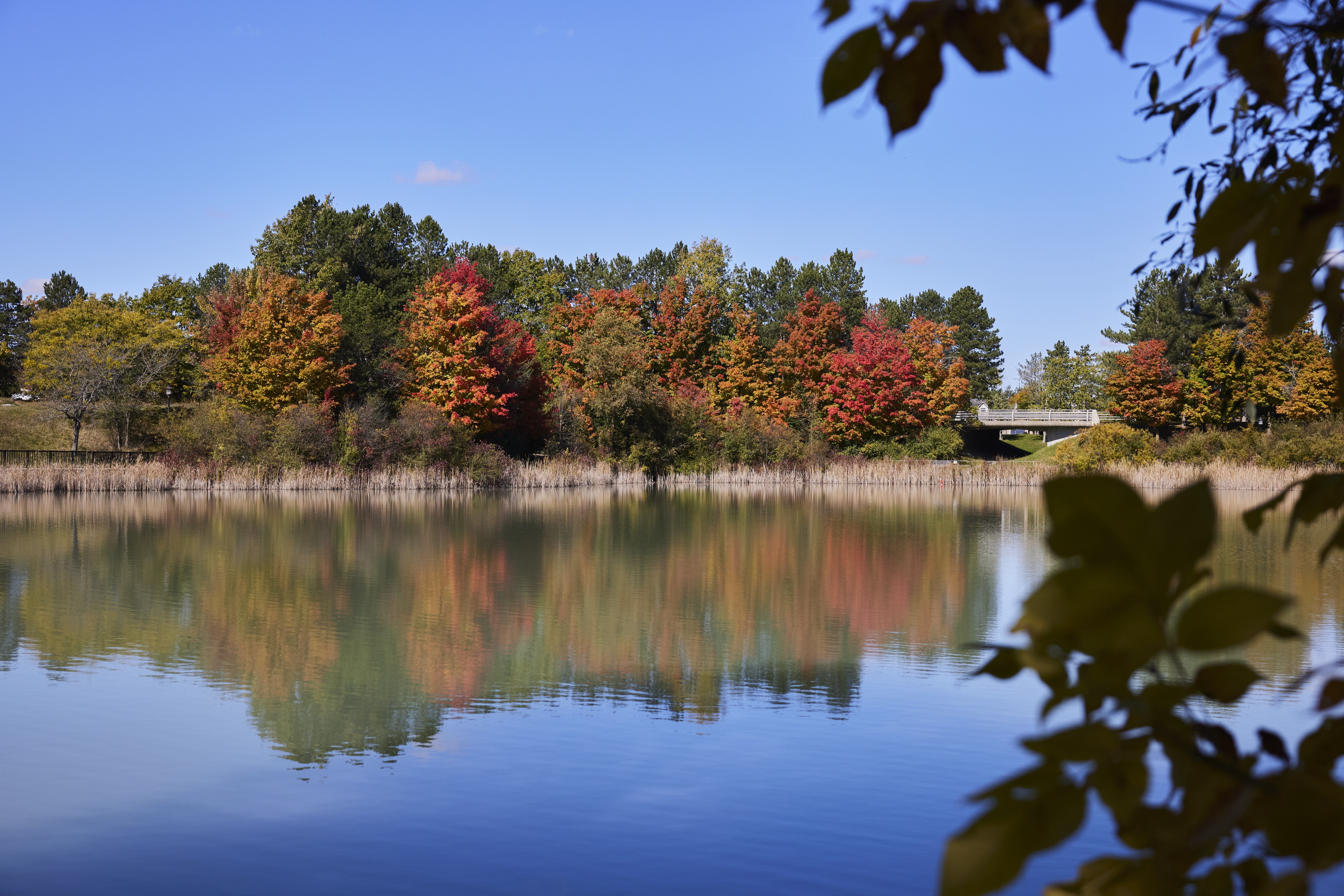 Fall leaves reflected in water