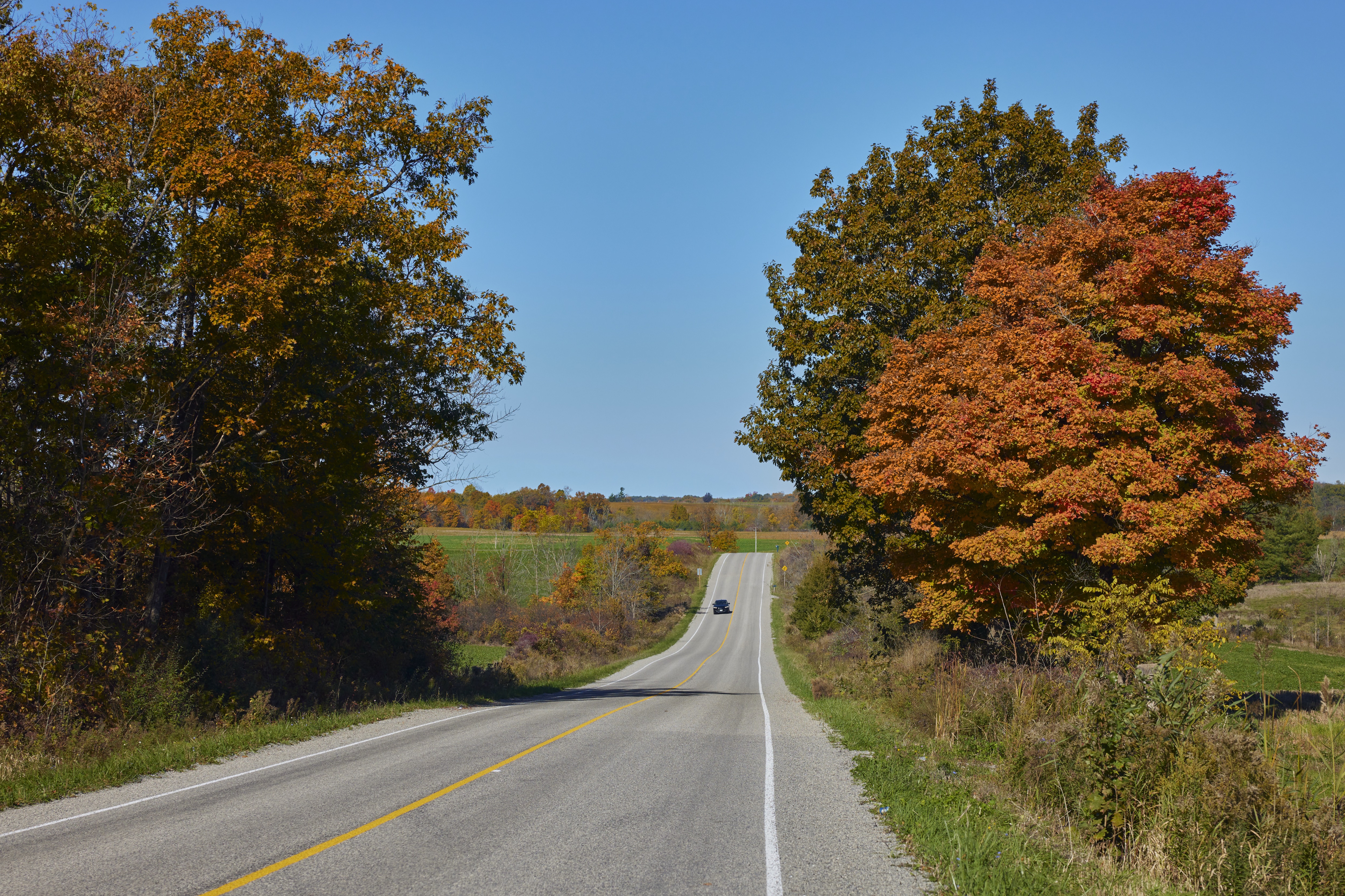 A road lined by fall trees