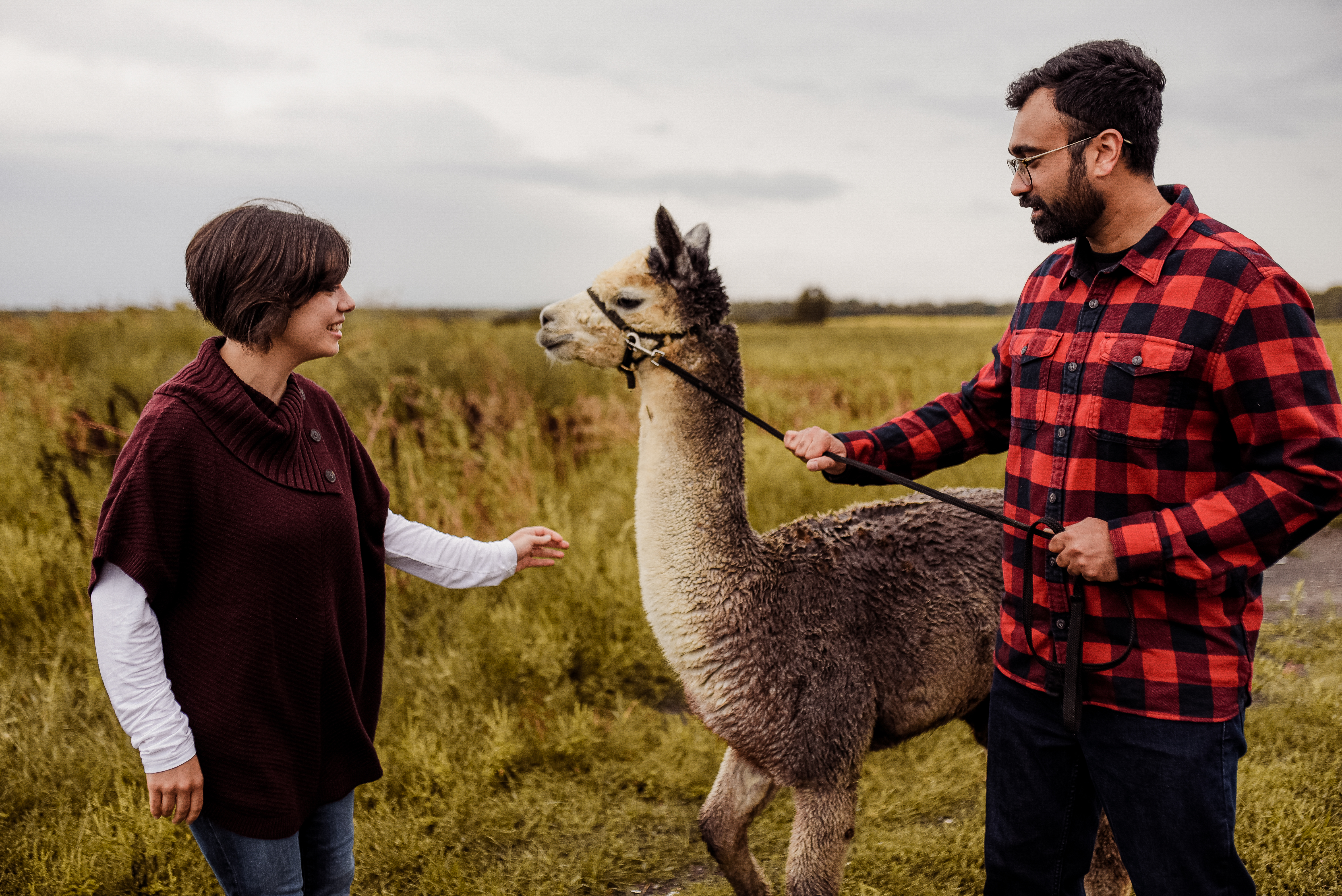  A man holds an alpaca by the reins while a woman moves closer to pet it
