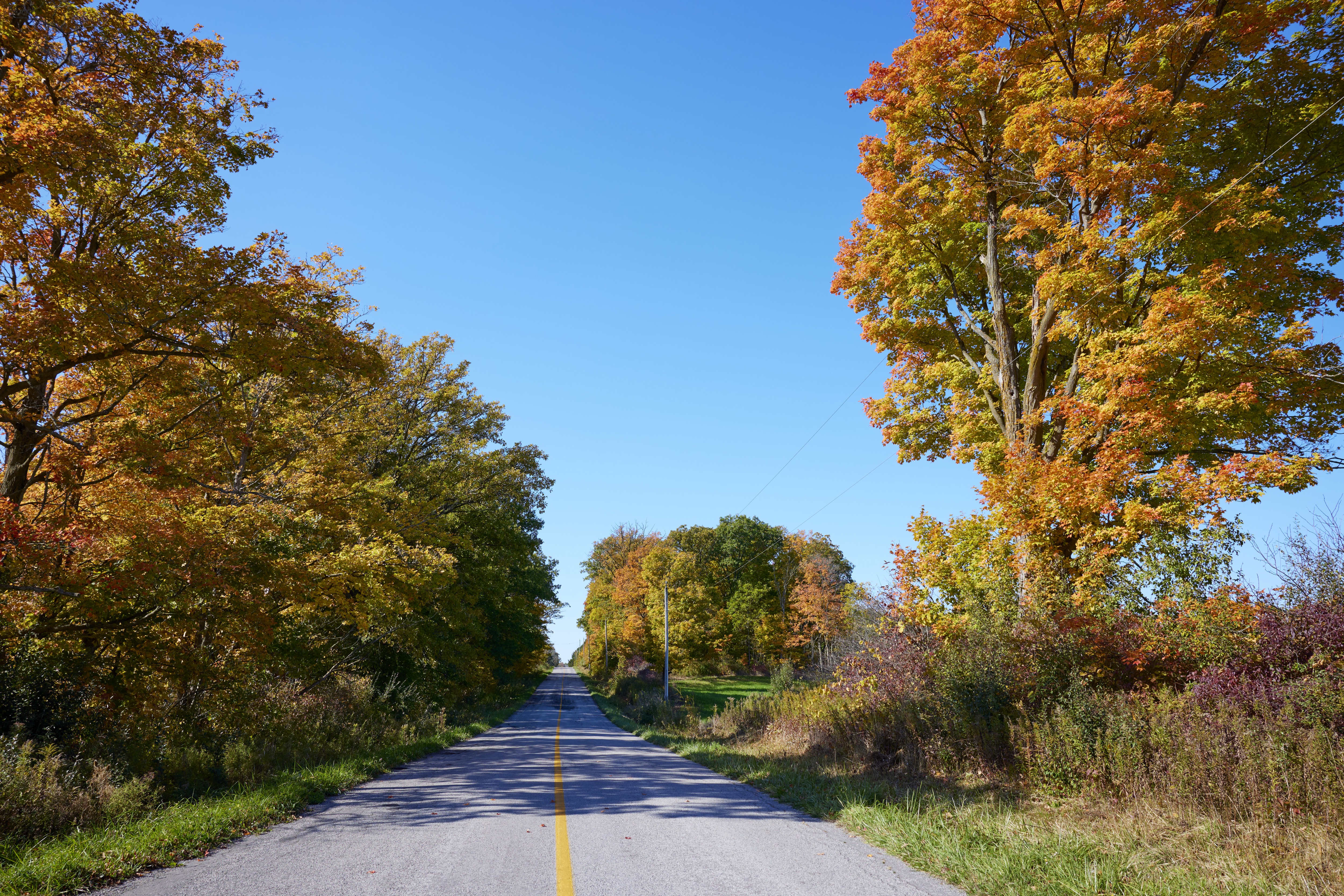A road run through brightly coloured trees in fall