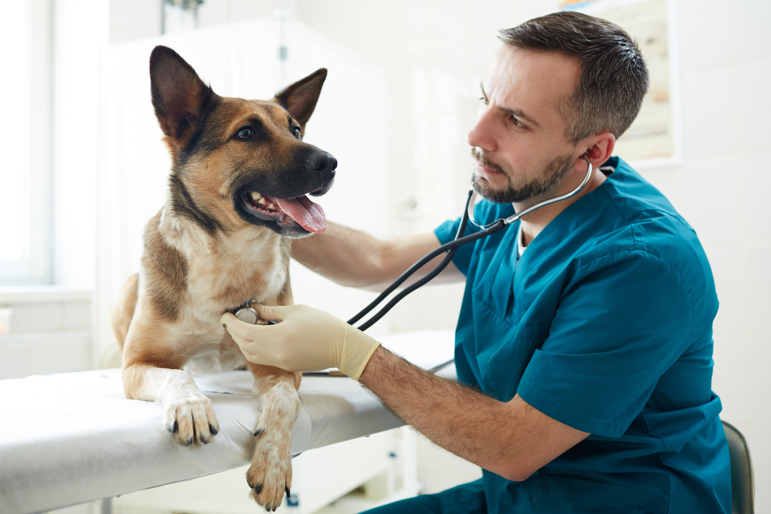 vet holding stethescope on 's chest
