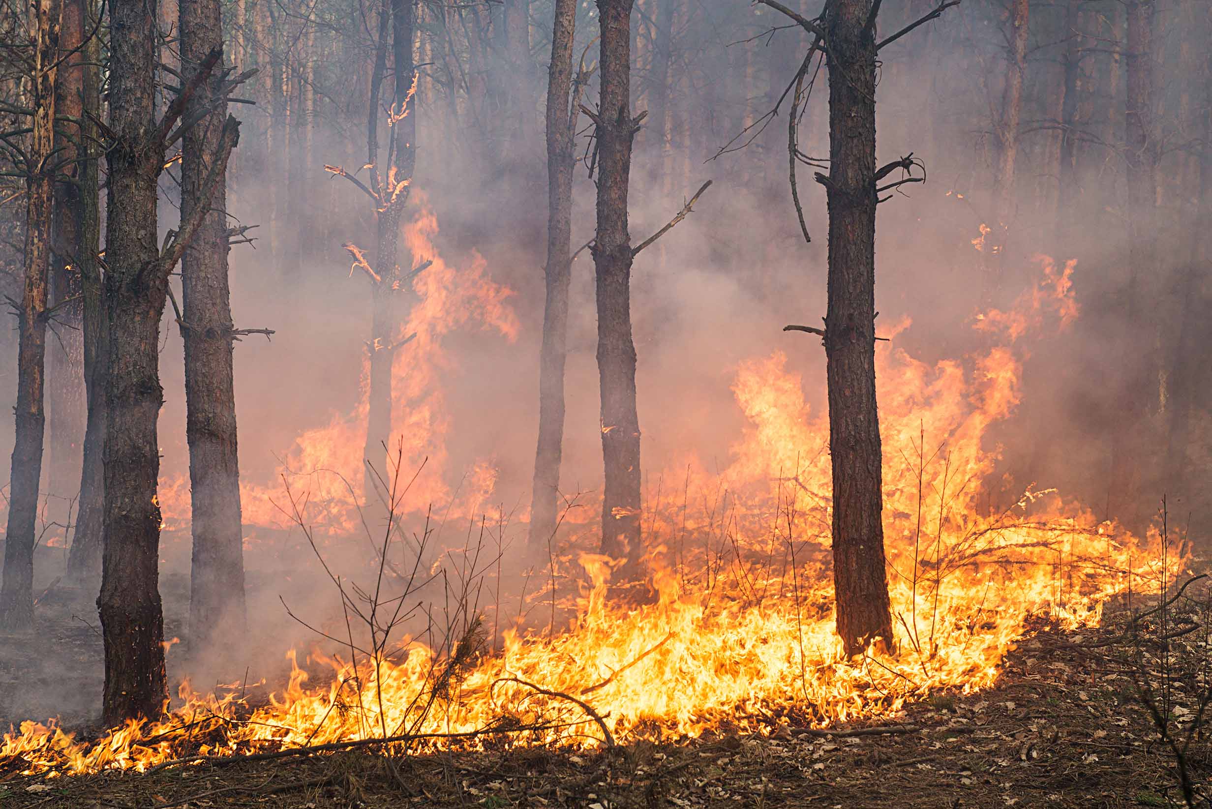 Forest Fire