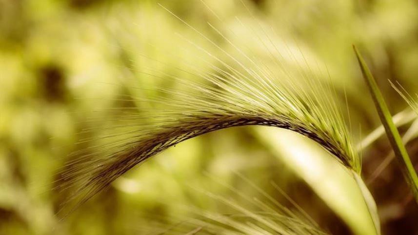 Foxtail