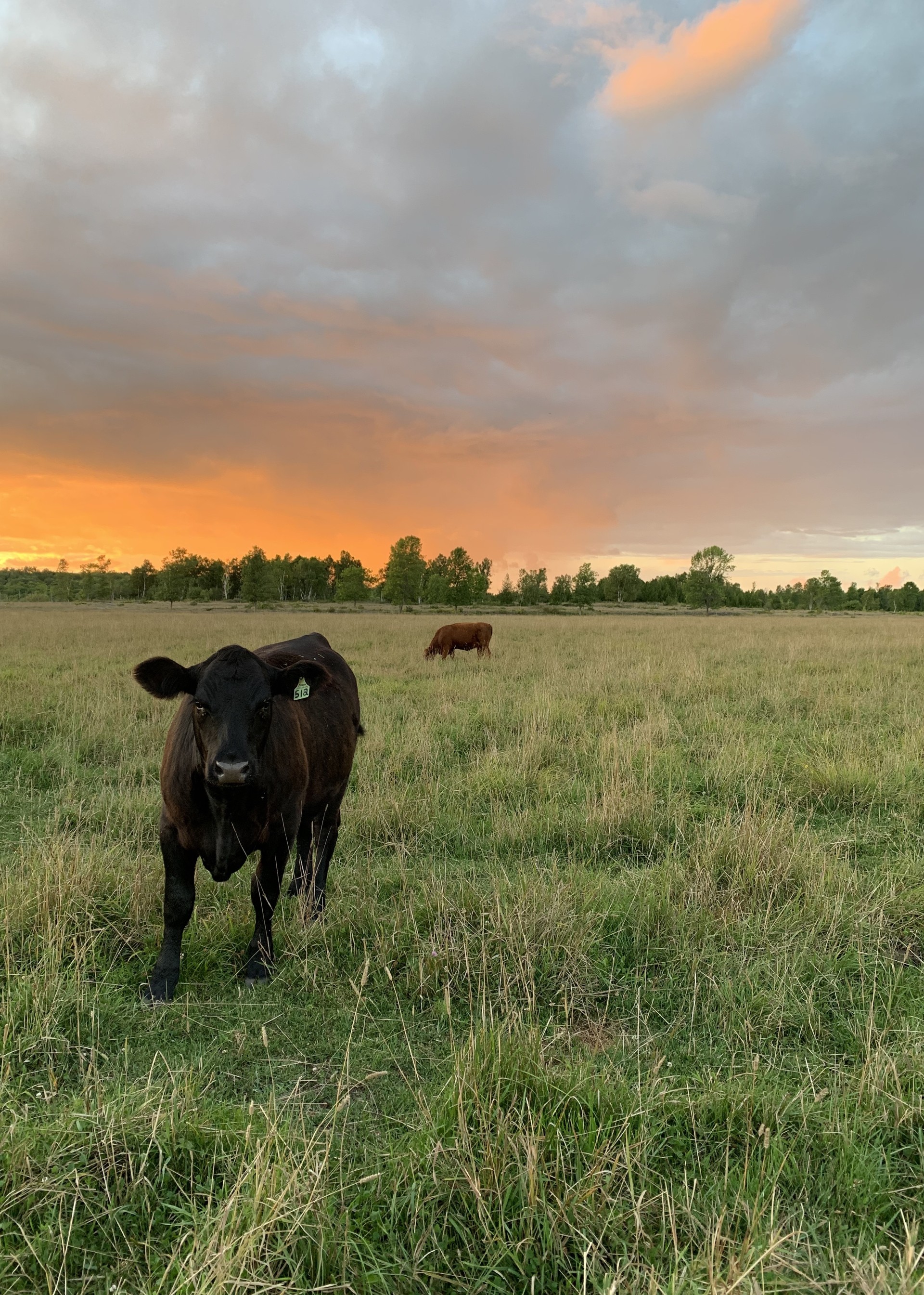 Picture of a cow on pasture with a sunset in the background.