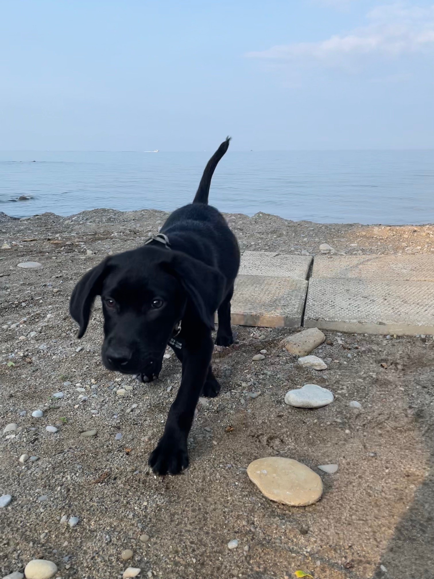 Photograph of Black Lab puppy on the beach