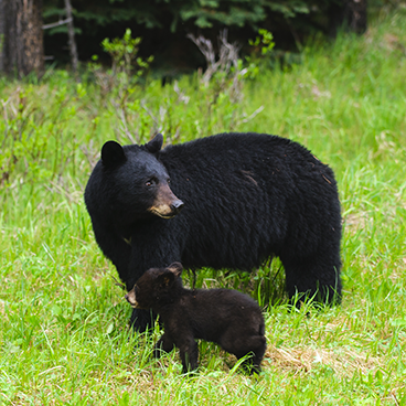 Photograph of Black bear and cub