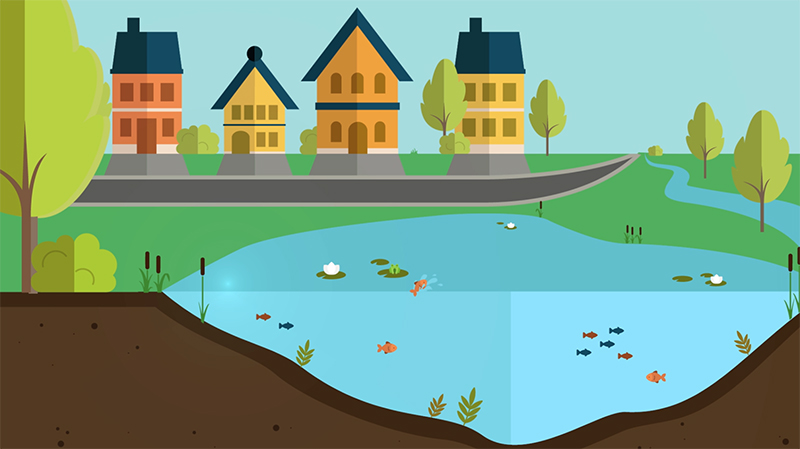 Cartoon graphic of a constructed wetland