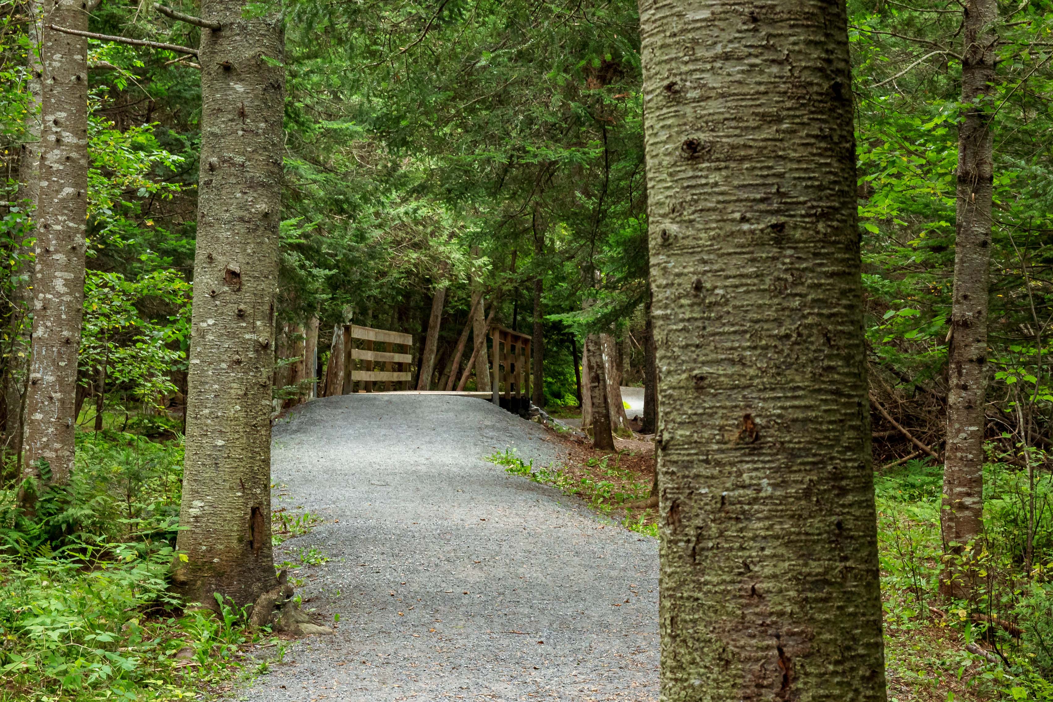 Gravel trail with walking bridge in the forest.