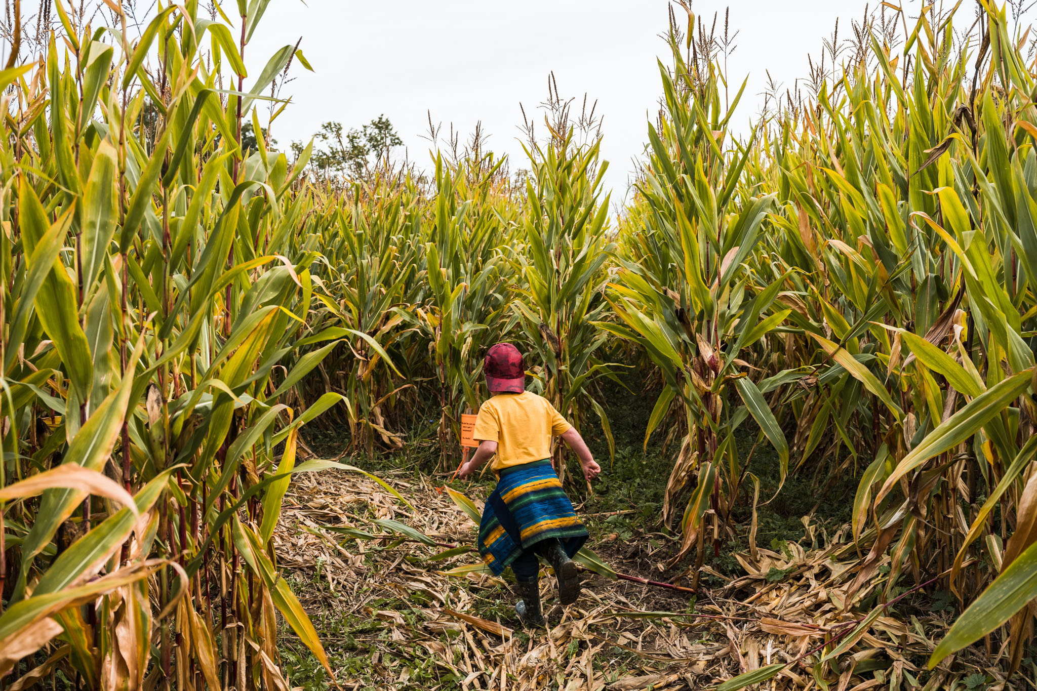 A child running through a corn maze