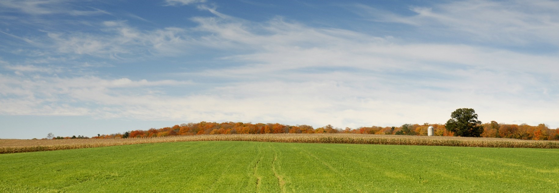 Large open field 
